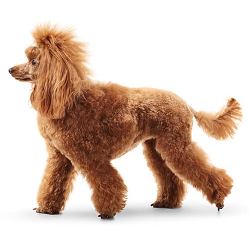 Toy poodle cheap standard